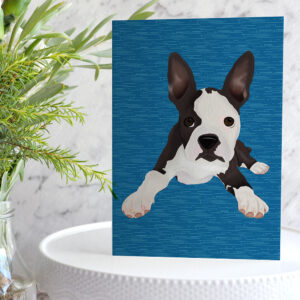 Boston Terrier Sancho 2