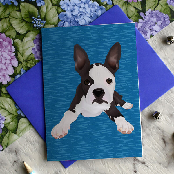 Boston Terrier Sancho 4